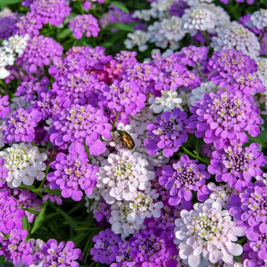 CANDYTUFT MIXED OPEN POLLINATED SEEDS (40 seeds) plant-orbit