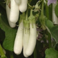 BRINJAL WHITE LONG HYBRID SEEDS (40 seeds) plant-orbit