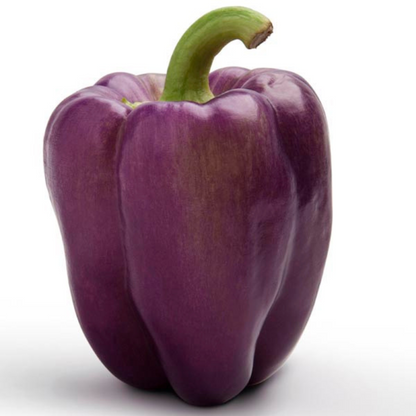 CAPSICUM (PURPLE) HYBRID SEEDS (20 seeds) plant-orbit