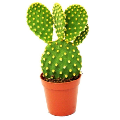 BUNNY EAR CACTUS YELLOW at plant-orbit
