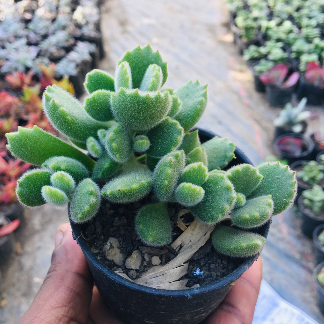 Adorable Bear Paw succulent with soft, textured leaves resembling bear paws, perfect for decor.