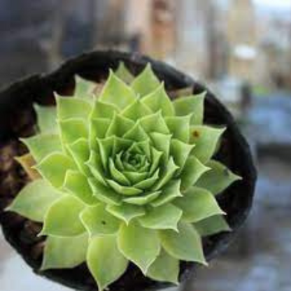 Close-up of Black Lakshmi Kamal showing its rich, dark leaves and layered shape.
