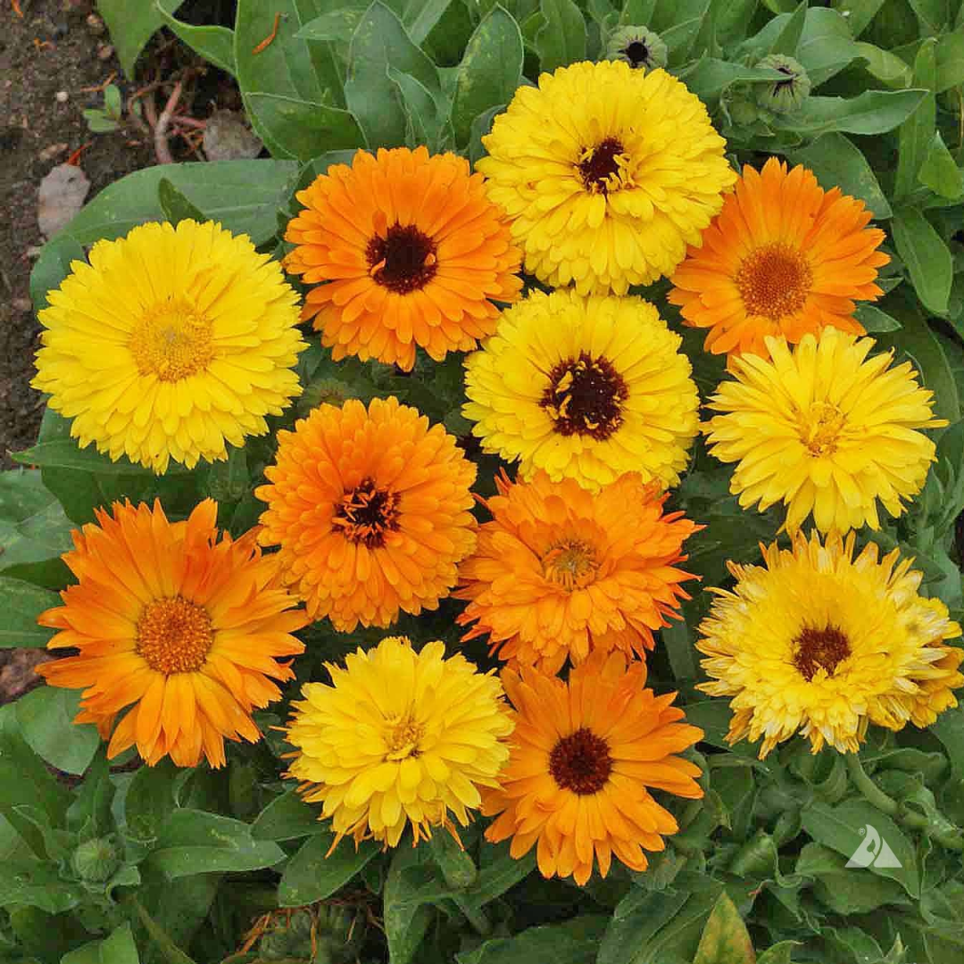 CALENDULA MIXED HYBRID SEEDS (25-30 seeds) plant-orbit