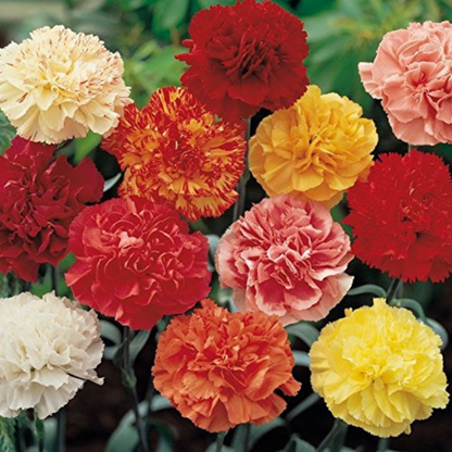 CARNATION GLANT MIXED HYBRID SEEDS (40 seeds) plant-orbit