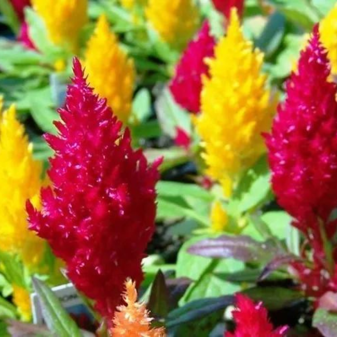 CELOSIA MIX OPEN POLLINATED SEEDS (25-30 seeds) plant-orbit