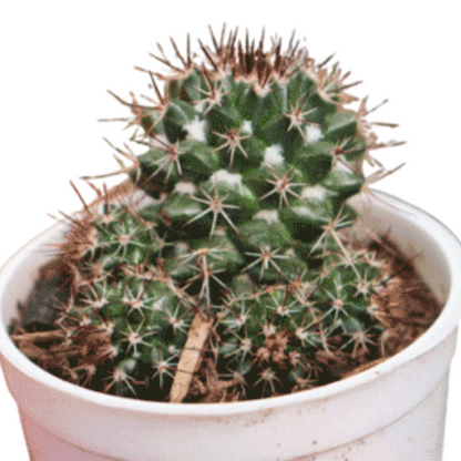 CHOCOLATE CACTUS plant-orbit