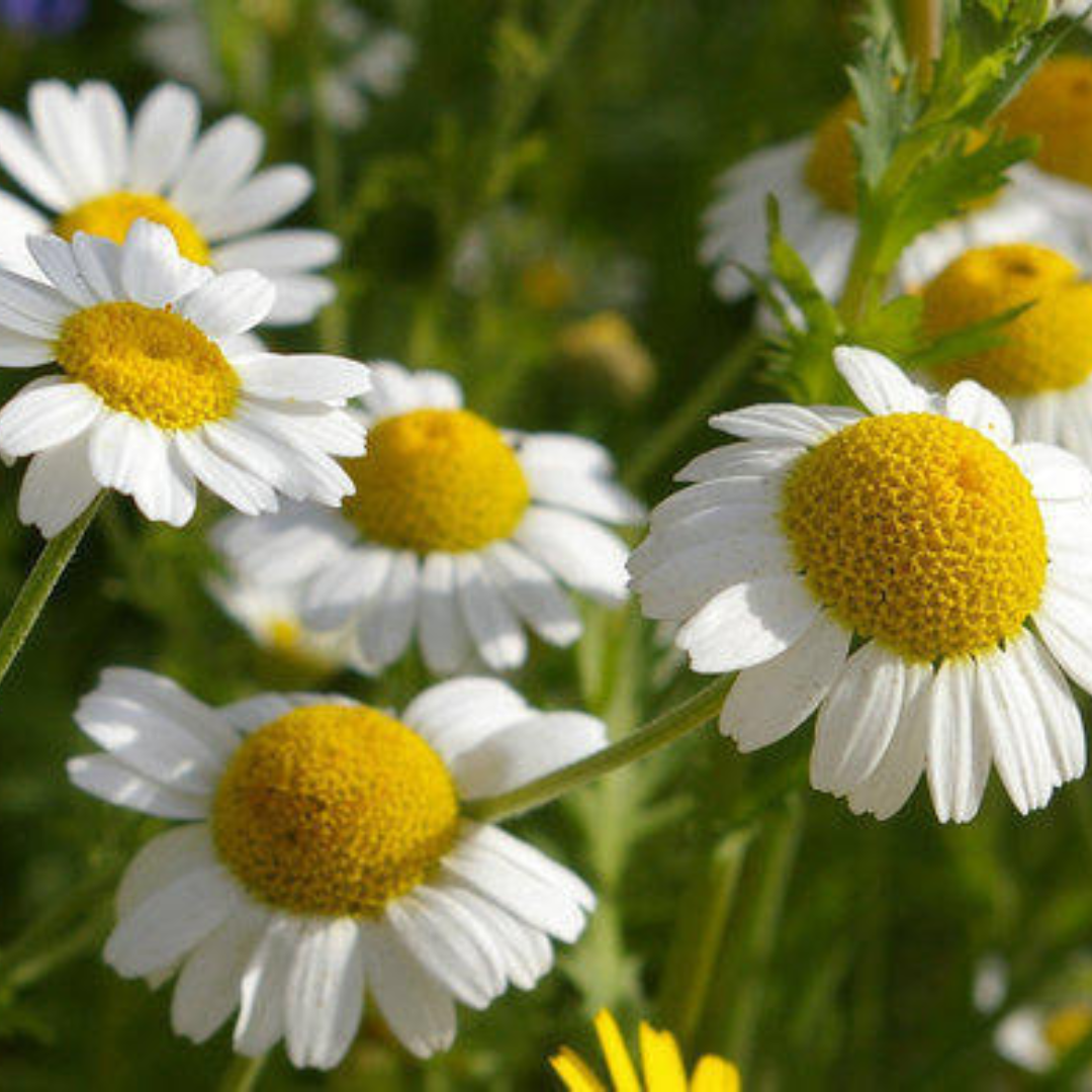 CHYRSANTHEMUM- BABUNA WHITE HYBRID SEEDS (40 seeds) plant-orbit