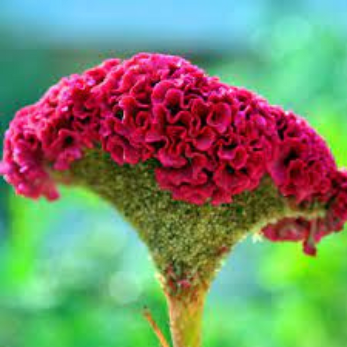 Buy Cockscomb mix open pollinated seeds Online – Plant Orbit
