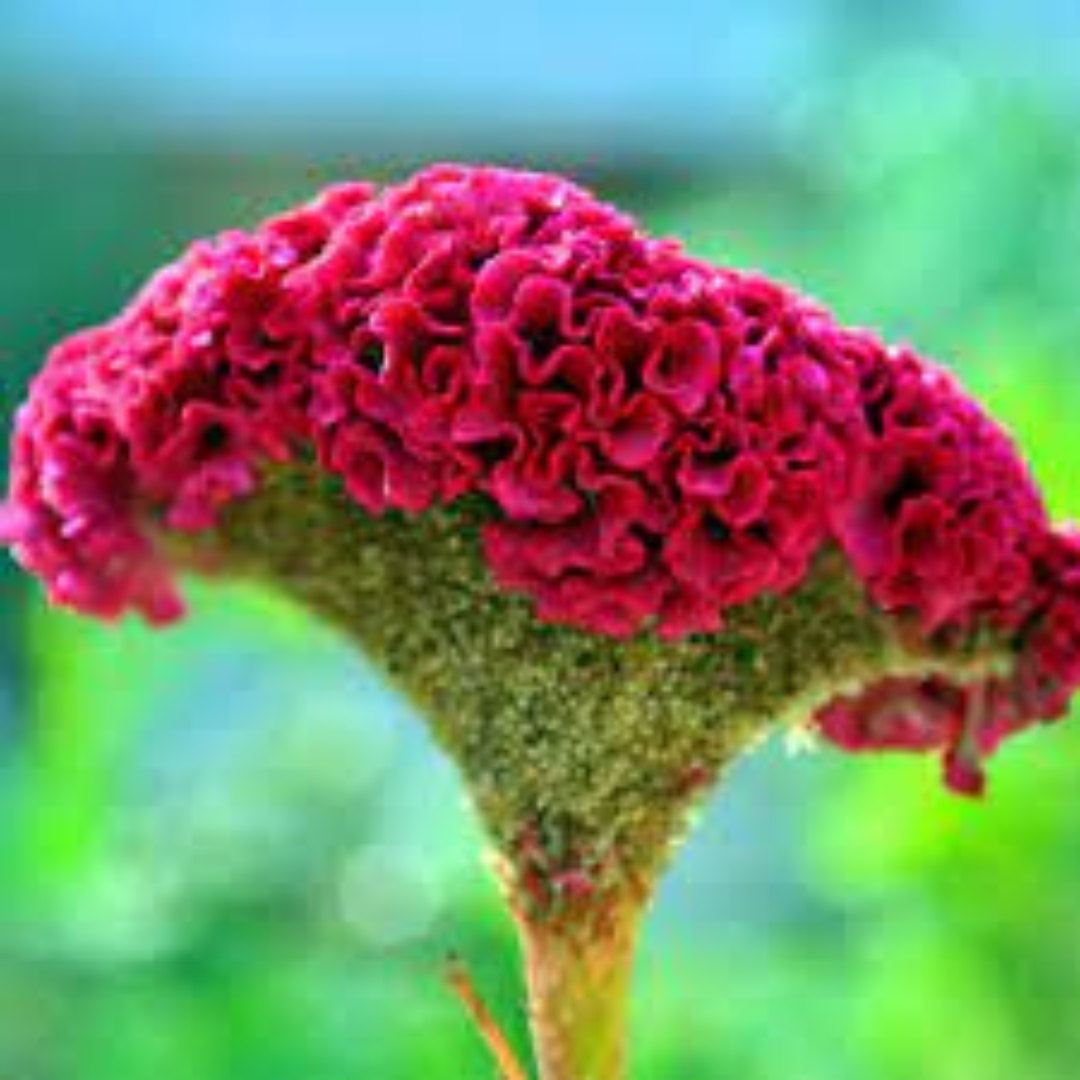 COCKSCOMB MIX OPEN POLLINATED SEEDS (50-60 seeds) plant-orbit