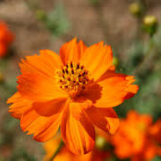 COSMOS ORANGE OPEN POLLINATED SEEDS (25-30 seeds) plant-orbit