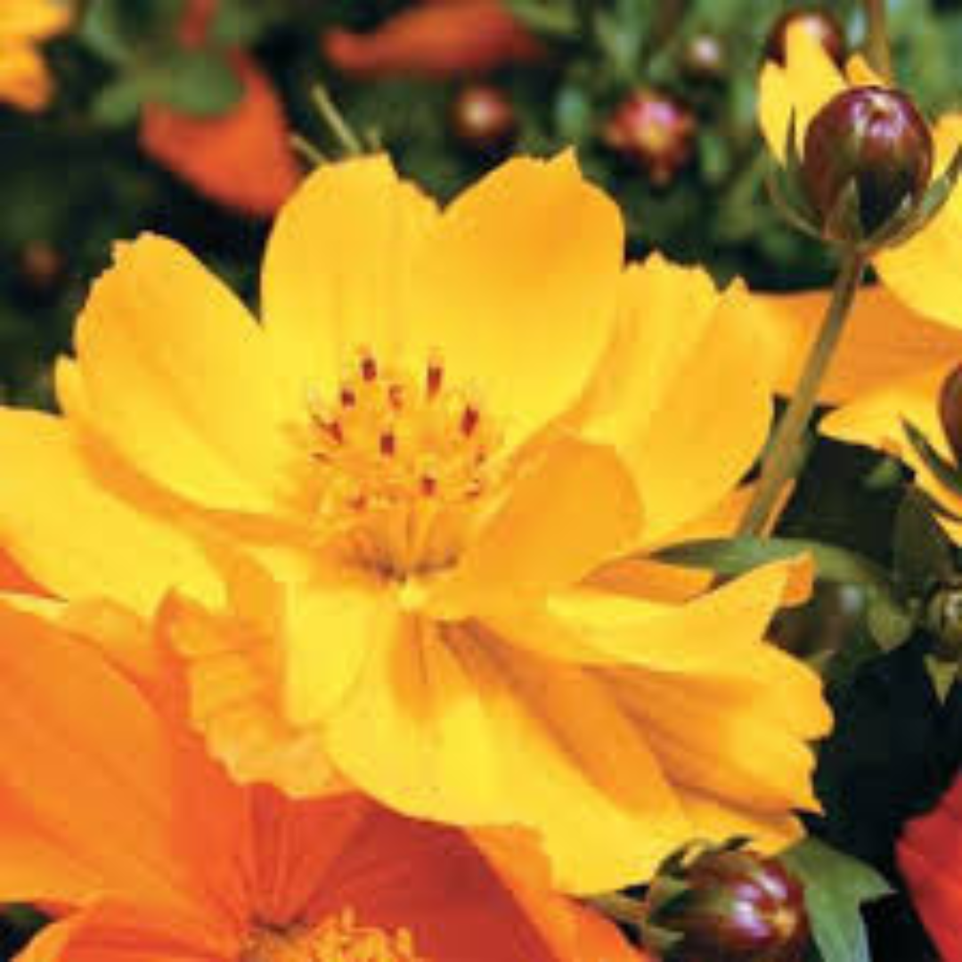 COSMOS YELLOW OPEN POLLINATED SEEDS (25-30 seeds) plant-orbit