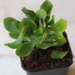 Crassula Ruffles Jade succulent plant in a small pot, showcasing its unique ruffled leaf structure