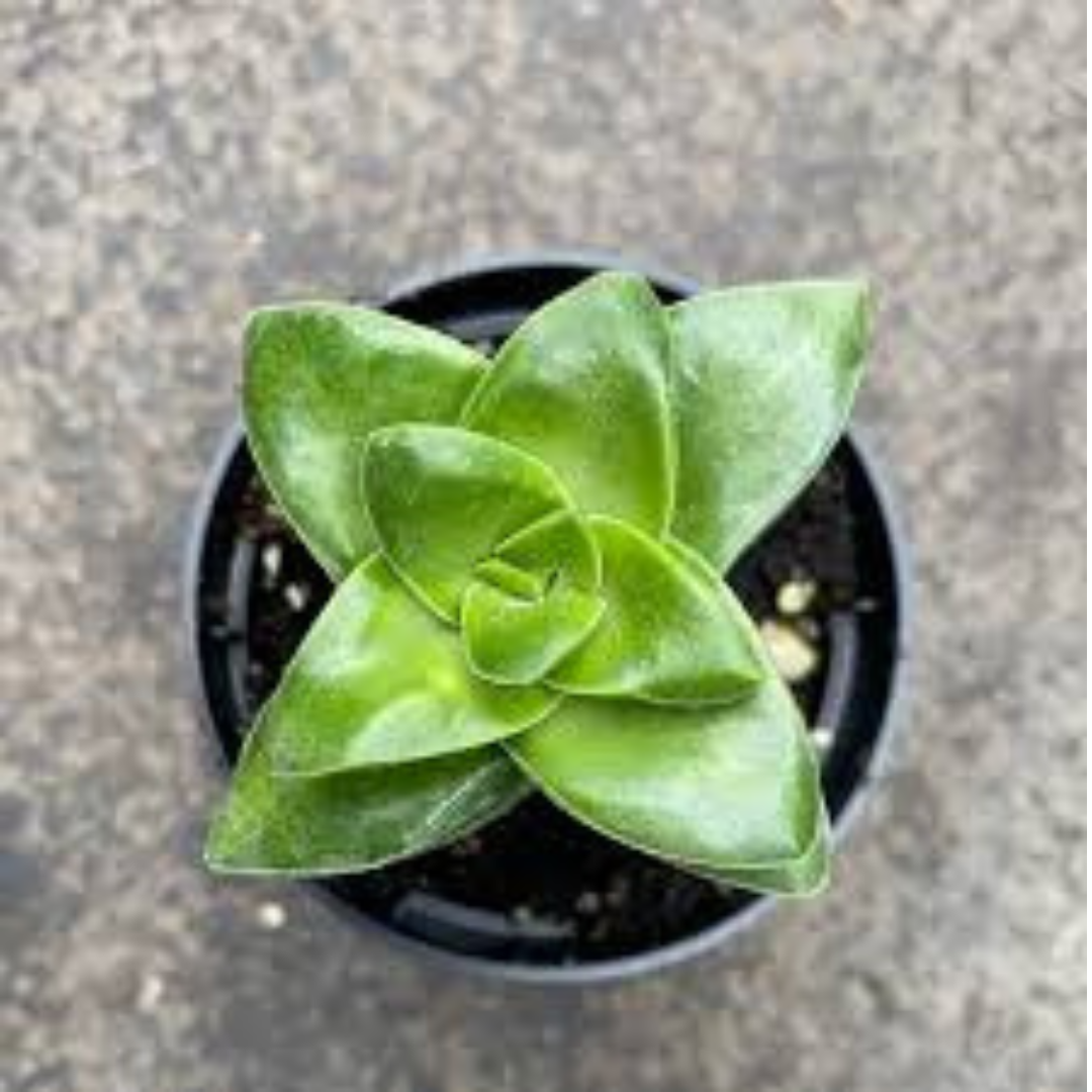 Crassula Springtime succulent with dense green leaves, perfect for adding greenery