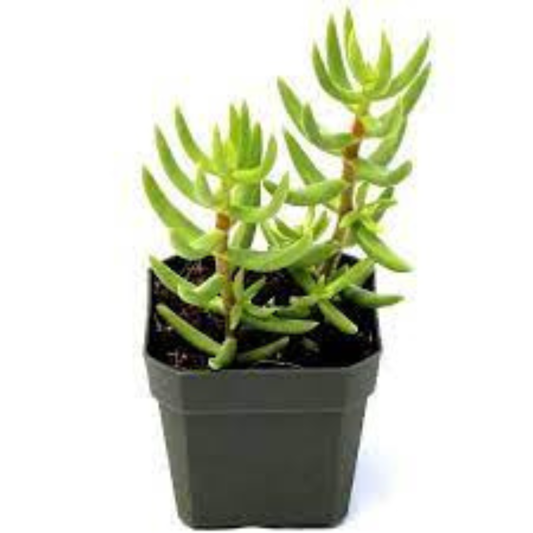 Crassula Tetragona succulent with tall, spiky green leaves, a great choice for home or office spaces"