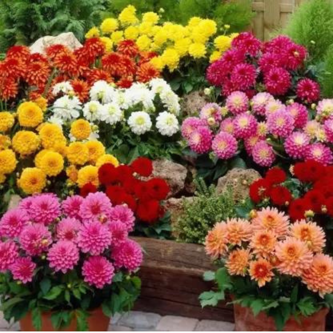 Dahila Bambino Mix Hybrid Seeds (10 seeds) plant-orbit
