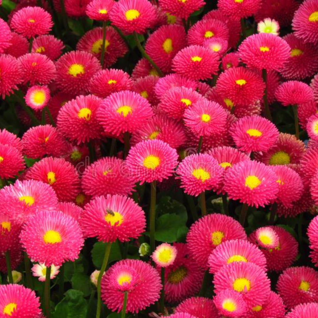 Daisy Red Bellis Hybrid Seeds (10 Seeds) plant-orbit