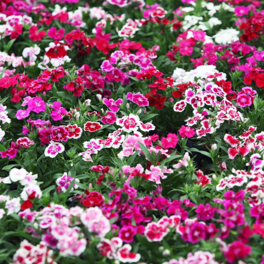 Dianthus Mixed Seed (40 Seeds) plant-orbit