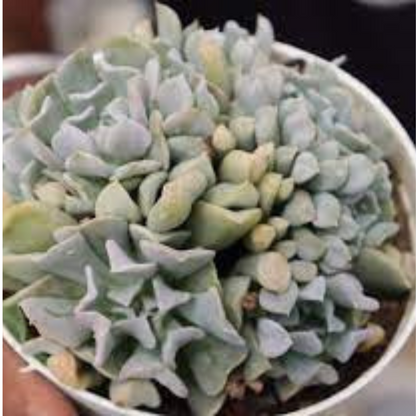 ECHIEVERIA BRAIN CREST plant-orbit