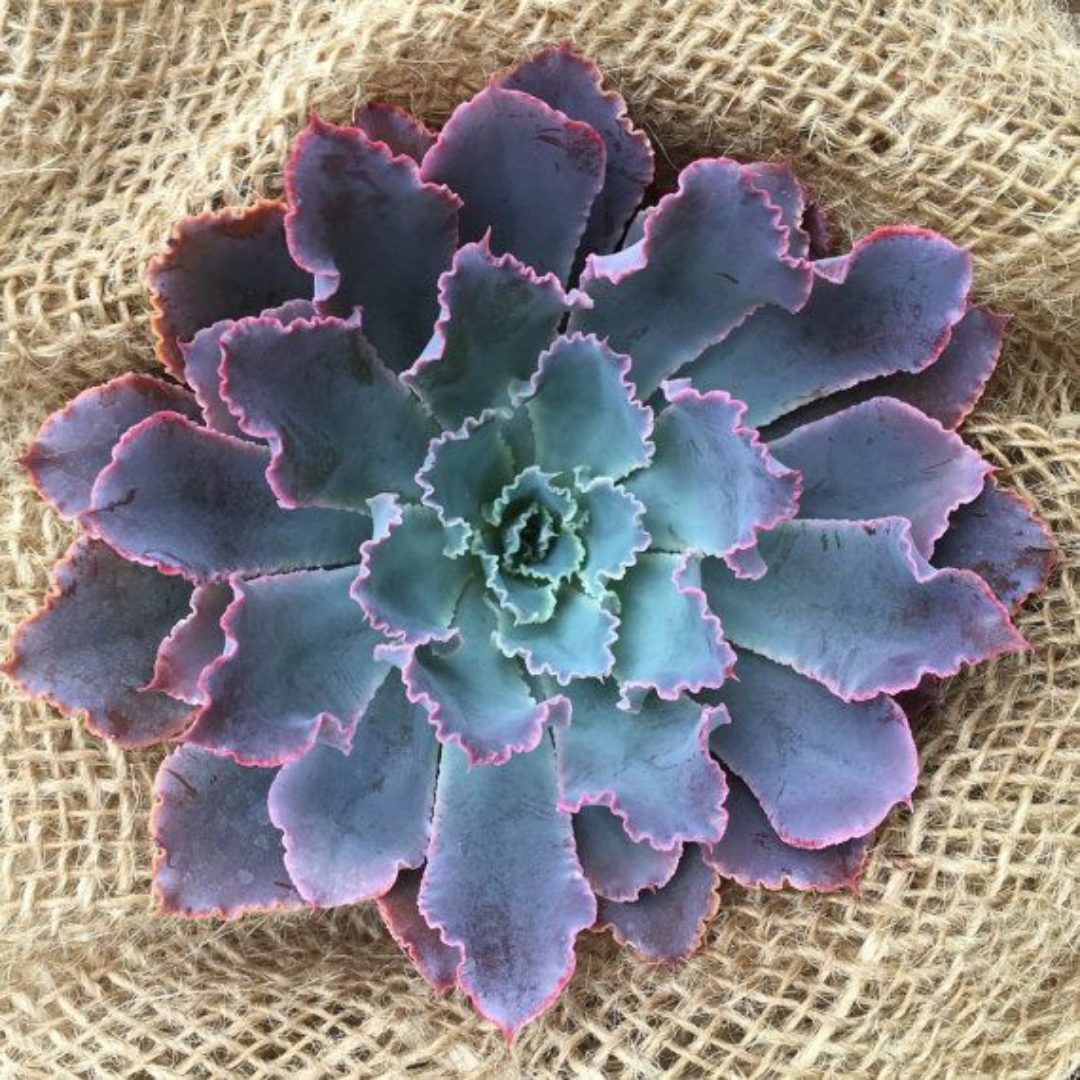 ECHEVERIA pearl von nurnberg plant-orbit