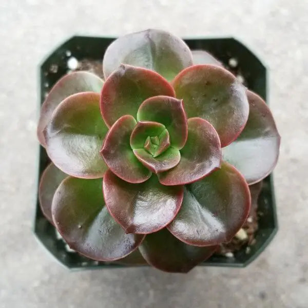 Top view of Echeveria Melaco succulent with glossy, red-edged green leaves in a hexagonal pot, perfect for decor, offered by Plant Orbit.