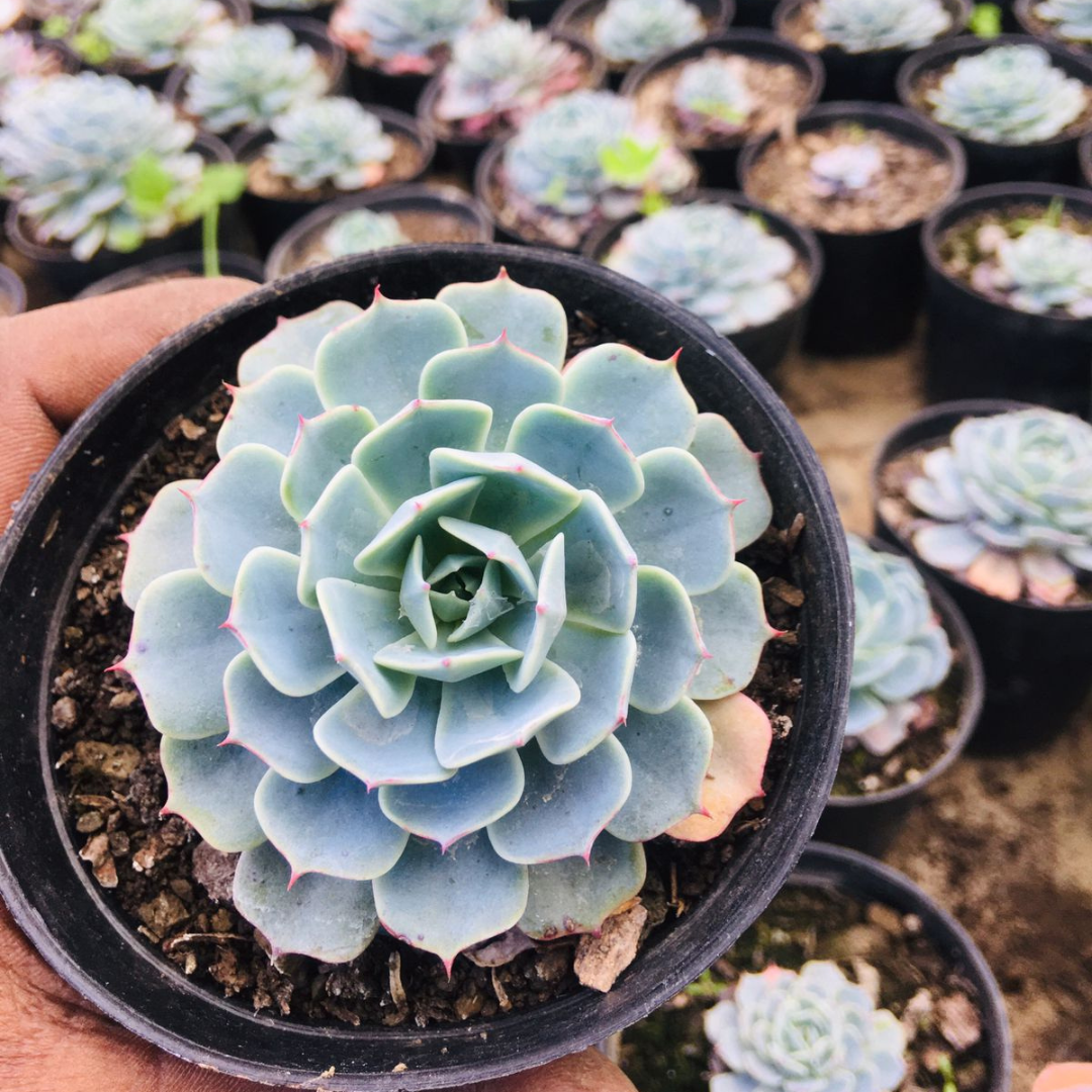 Echeveria Esther succulent plant with pale blue-green rosette leaves and light pink edges, held in hand among other succulents in a garden setting, offered by Plant Orbit.