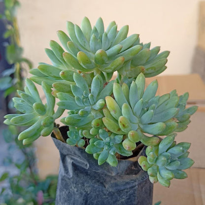 Cluster of Echeveria Blue Elf succulent plants with blue-green leaves in a small black grow bag, perfect for outdoor or indoor decor.