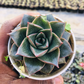 Close-up of Echeveria Dionysos succulent with deep green, red-tipped leaves held in hand, displaying its compact rosette shape, offered by Plant Orbit.
