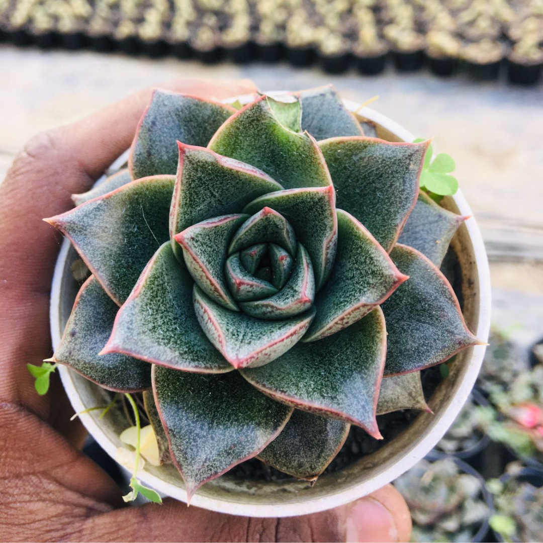 Close-up of Echeveria Dionysos succulent with deep green, red-tipped leaves held in hand, displaying its compact rosette shape, offered by Plant Orbit.