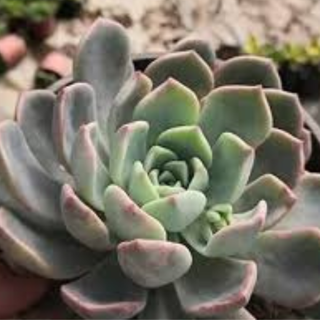 Top view of Echeveria Elegans Hybrid succulent plant, showcasing its soft green leaves with light pink edges, ideal for indoor and outdoor decor, offered by Plant Orbit.