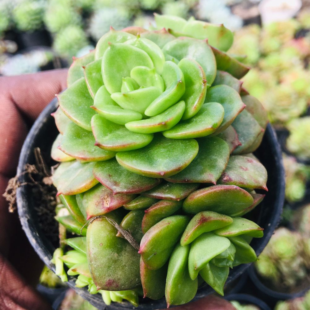 Handheld Echeveria Green succulent plant with vibrant green rosettes in a black pot, perfect for decor or garden spaces. Buy it online at Plant Orbit.