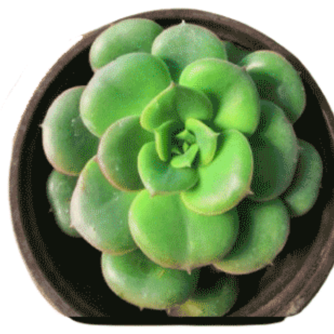 Top view of Echeveria Nuda Rolly succulent with smooth green rosette leaves in a round pot, showcasing its compact and vibrant foliage, offered by Plant Orbit.