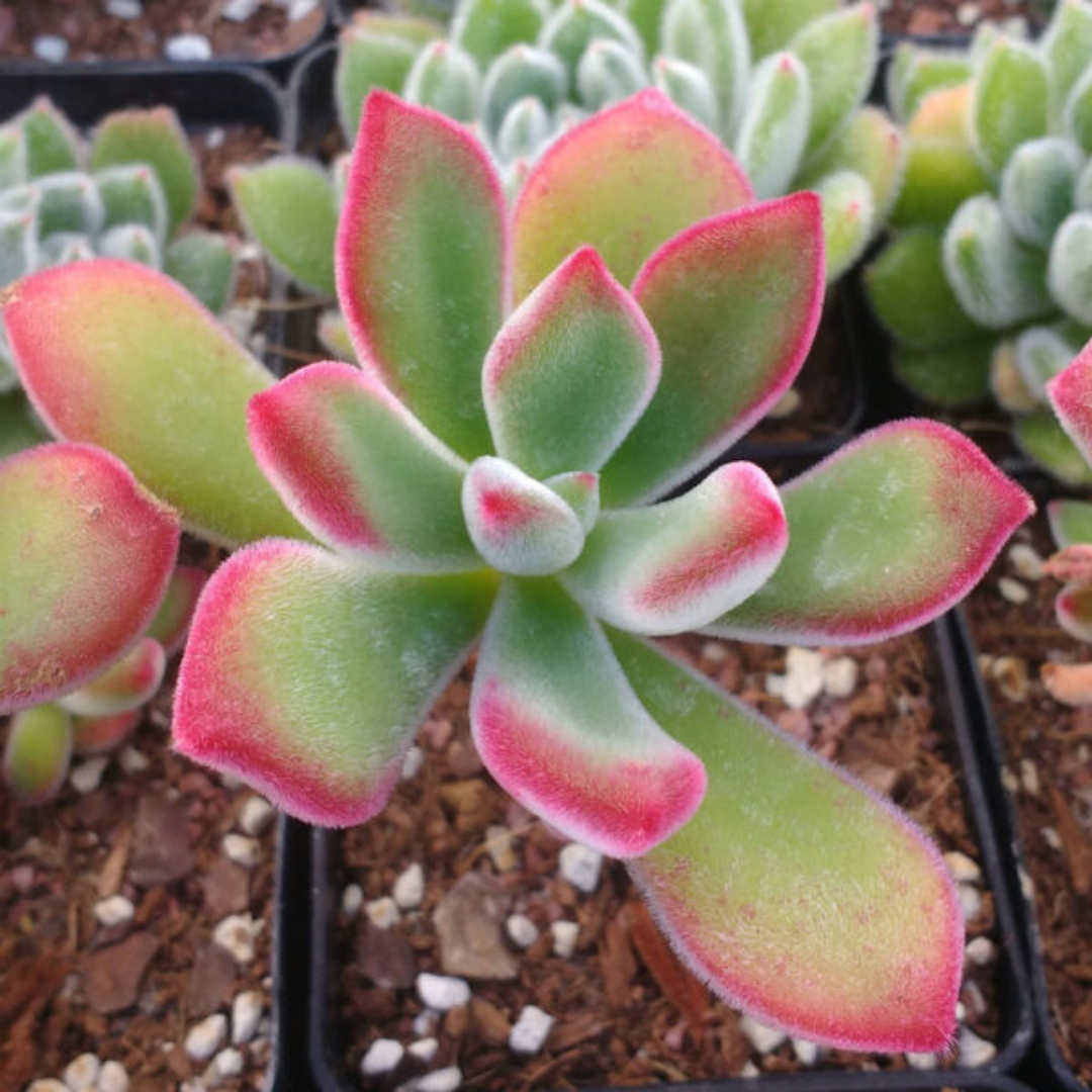 Top view of Echeveria Pulvinata succulent with fuzzy green leaves and bright red edges, displayed in a garden bed. Buy it online at Plant Orbit.