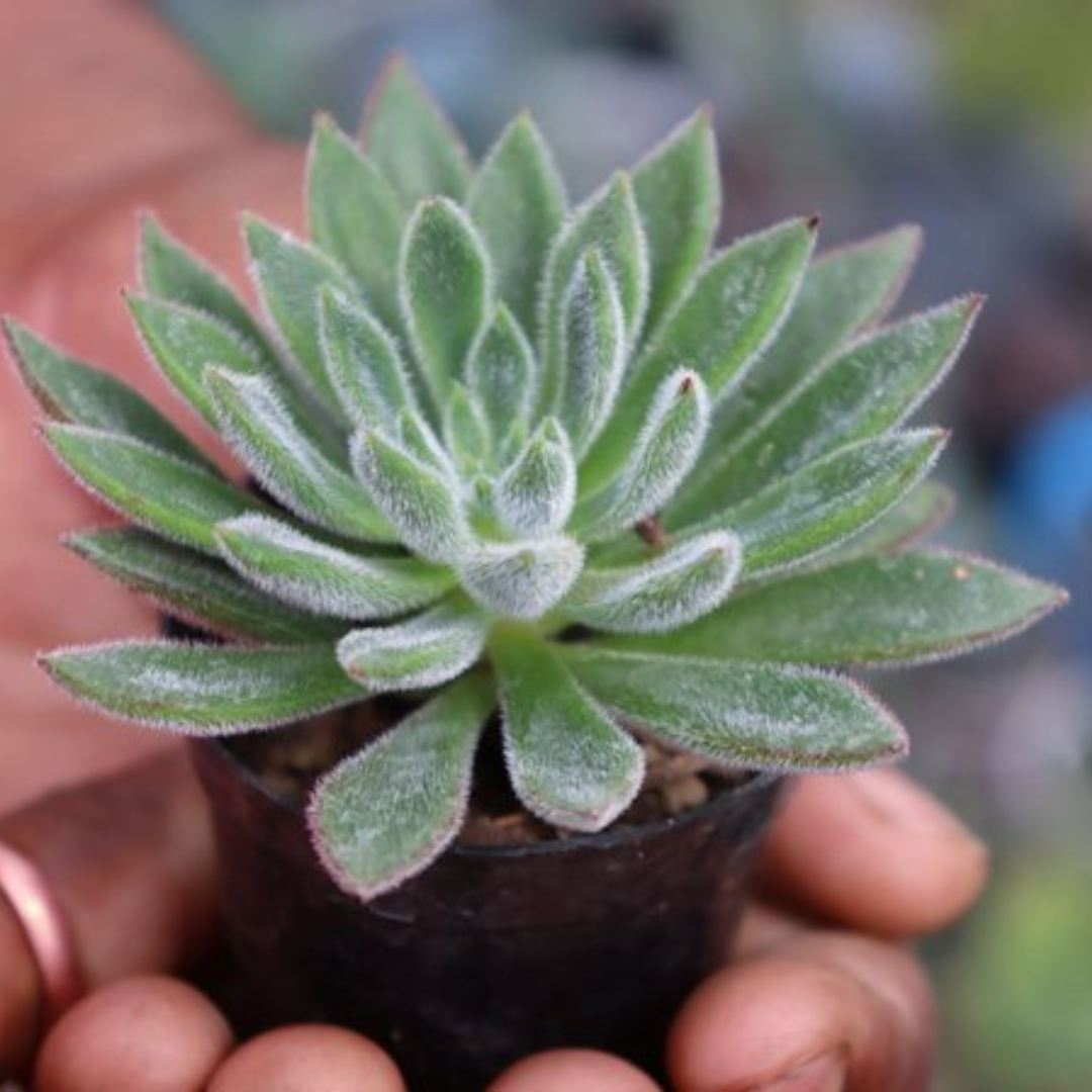 Handheld Echeveria Setosa Giant succulent with velvety green leaves forming a dense rosette, perfect for decor. Buy it online from Plant Orbit.