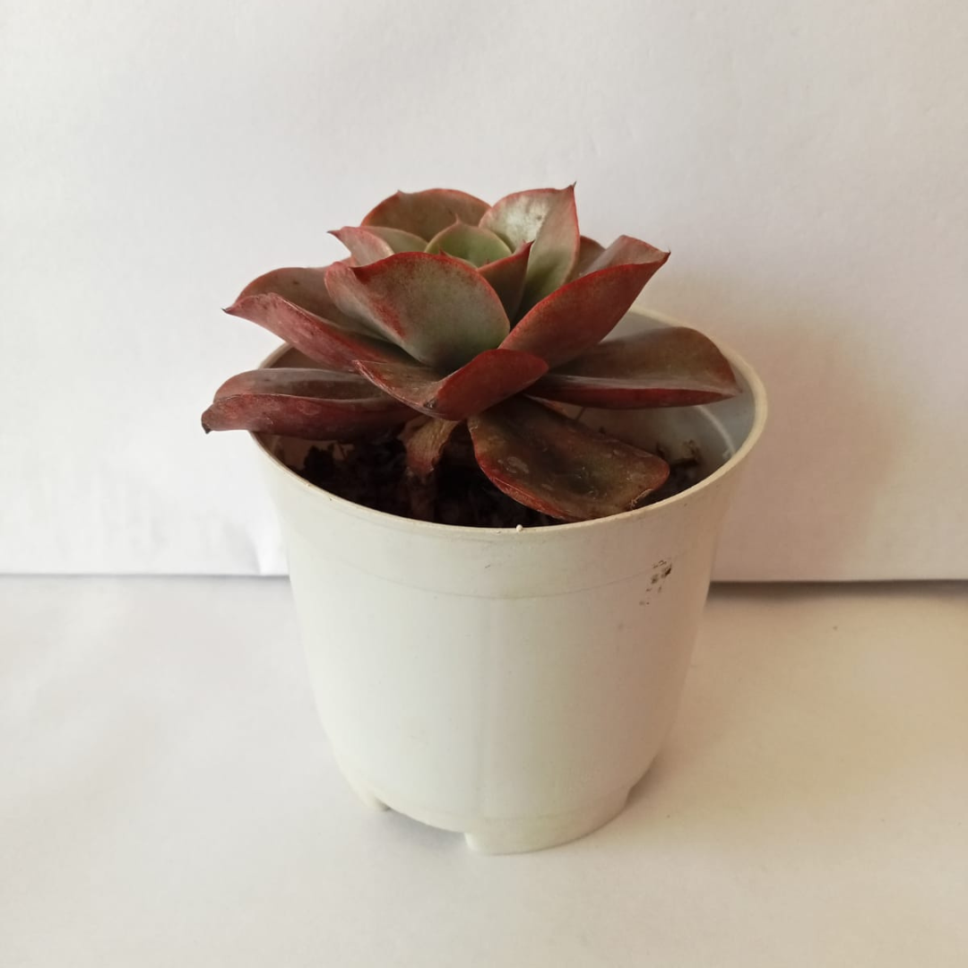 Close-up of Echeveria Suyon succulent in a white pot, showcasing its elegant rosette with red edges. Perfect for indoor decor, available at Plant Orbit.