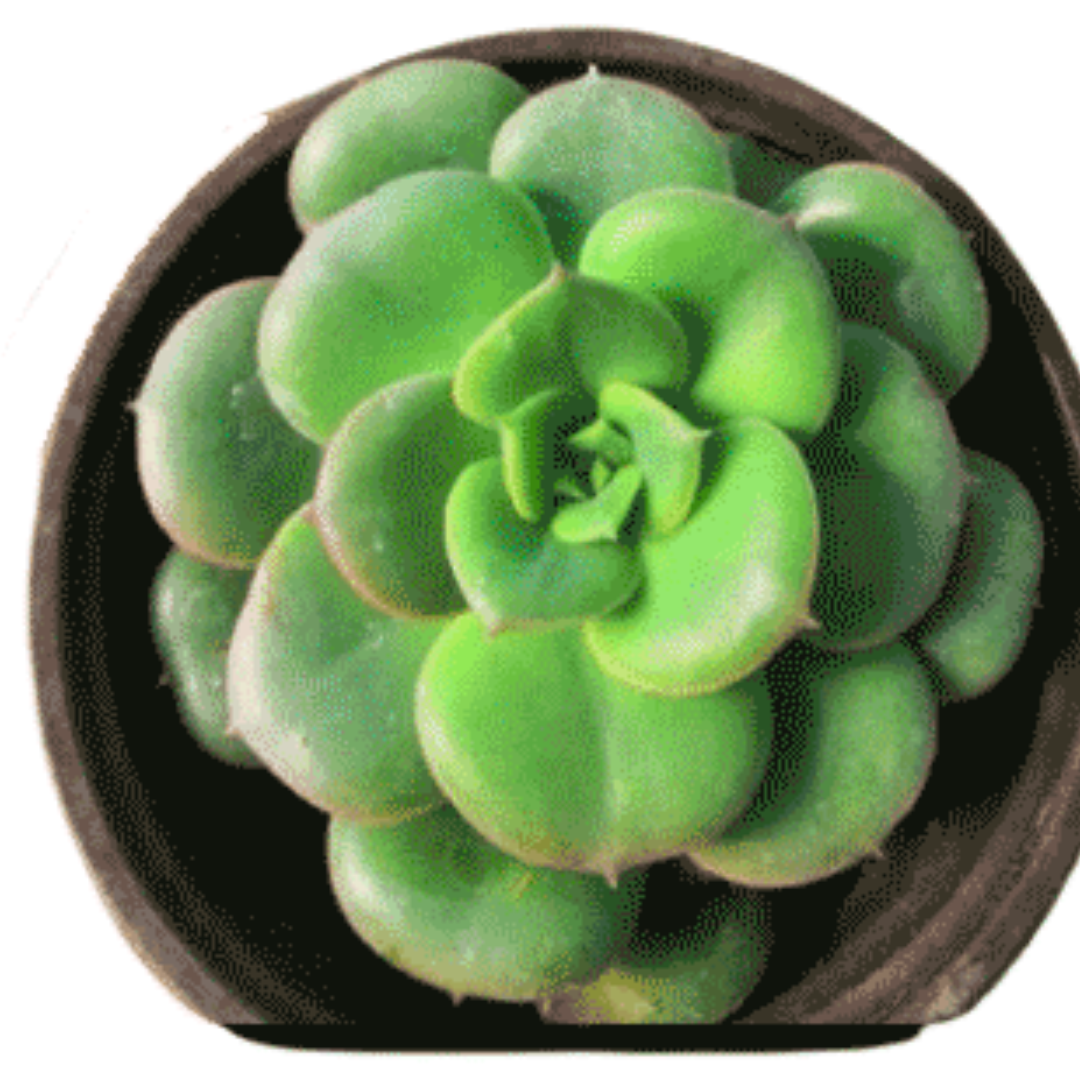 Echeveria Nuda Rolly plant-orbit