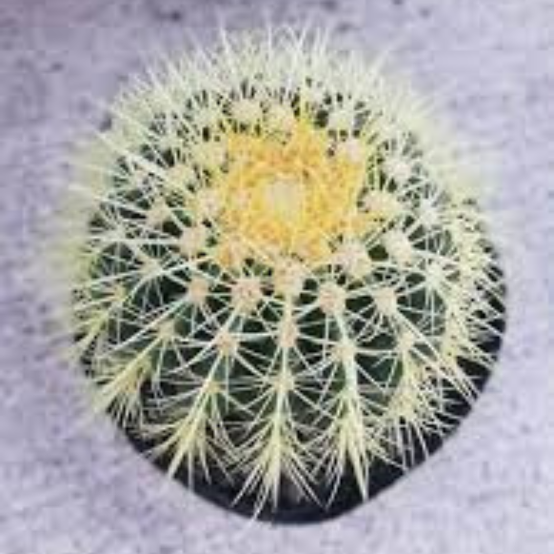 Top view of Echinocactus Grusonii with golden spines and a spherical shape, perfect for adding a bold touch to home decor. Buy it online at Plant Orbit.