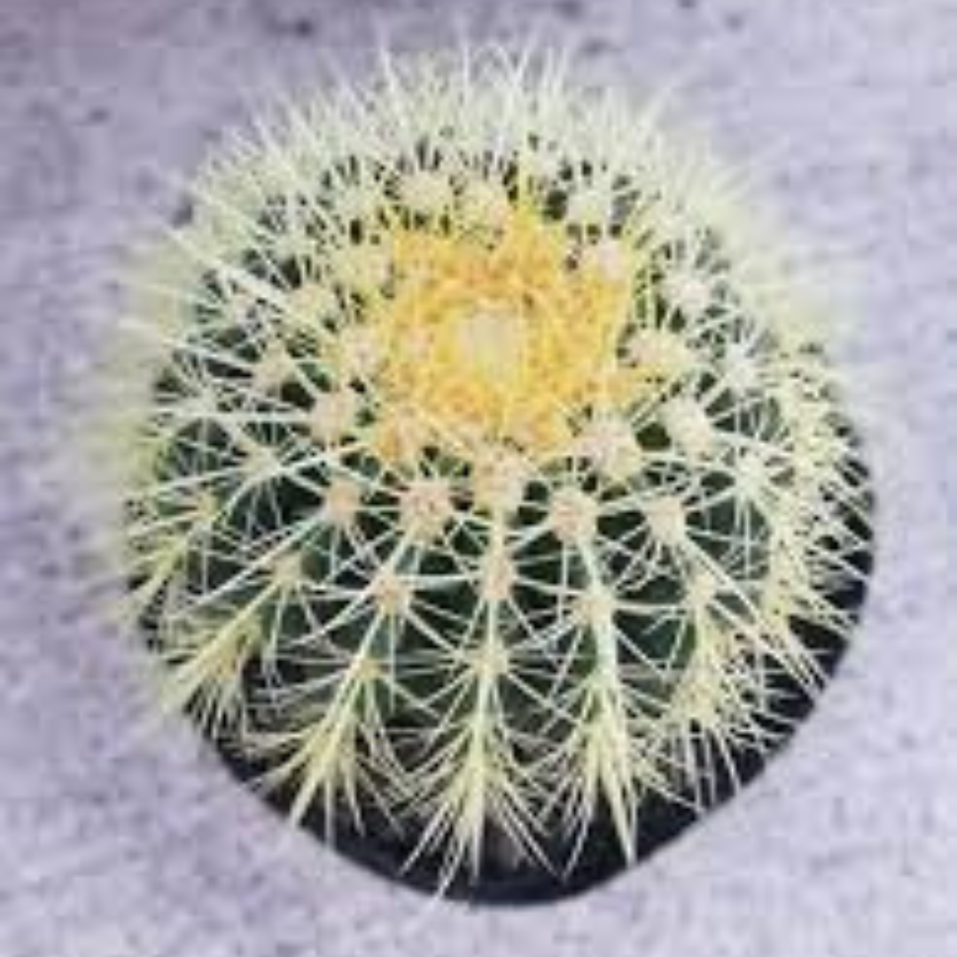 Echinocactus Grusonii plant-orbit