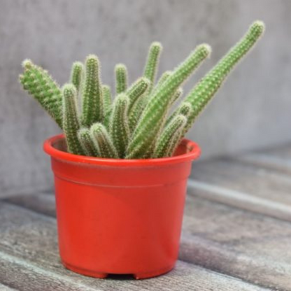 Echinopsis Chamaecereus, Peanut Cactus in a red pot with slender, finger-like stems and vibrant spines. Ideal for succulent lovers. Available at Plant Orbit.