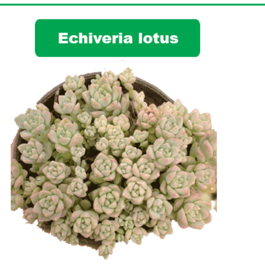 Top view of Echeveria Lotus succulent with dense clusters of small green rosettes, perfect for indoor decor, available at Plant Orbit.