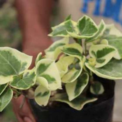 Handheld English Ivy plant with striking variegated leaves in a black pot. Adds a touch of nature to any interior. Available online at Plant Orbit.