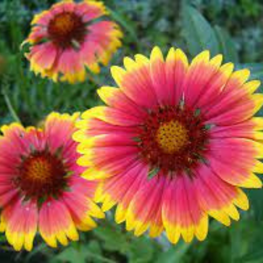 GAILLARDIA ARISTATA MIX HYBRID SEEDS (40 seeds) plant-orbit