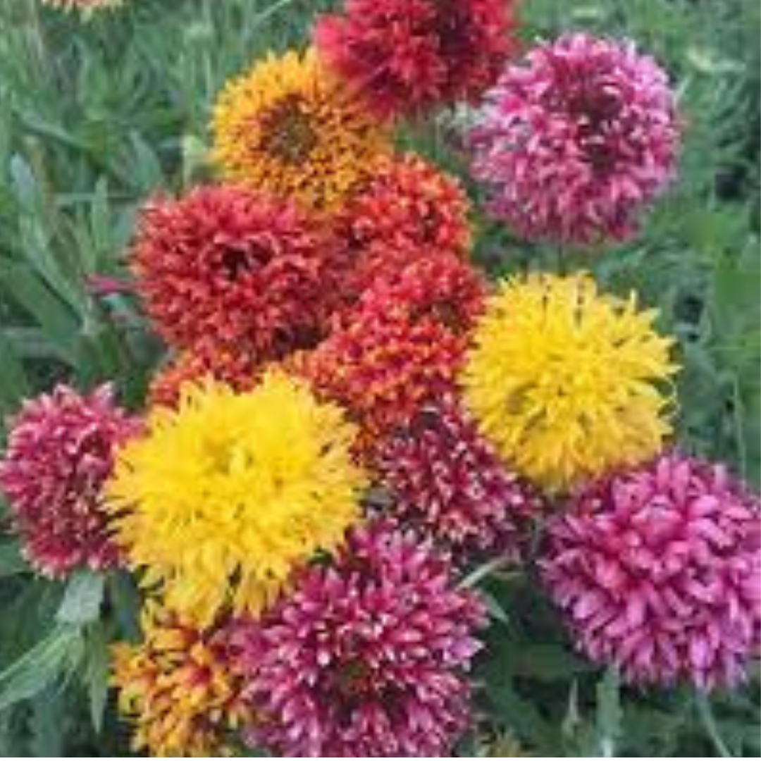 GAILLARDIA PULCHELLA MIX HYBRID SEEDS (40 seeds) plant-orbit