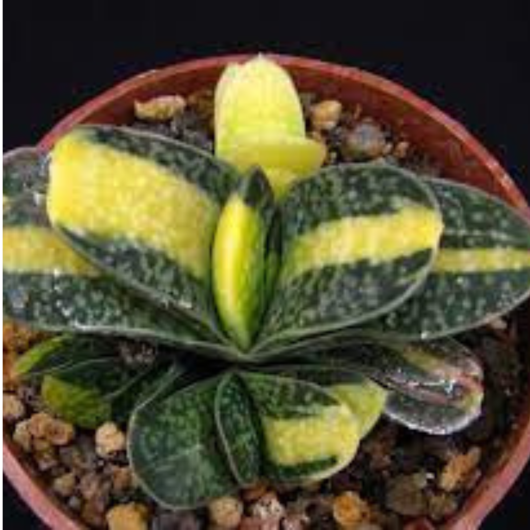 Close-up of Gasteria Nitida Variegated succulent with unique leaf patterns in a brown pot. Perfect for home decor. Available online at Plant Orbit.