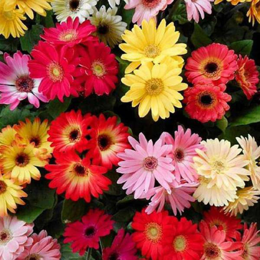 Gerbera Mix Hybrid Seeds (10 seeds) plant-orbit