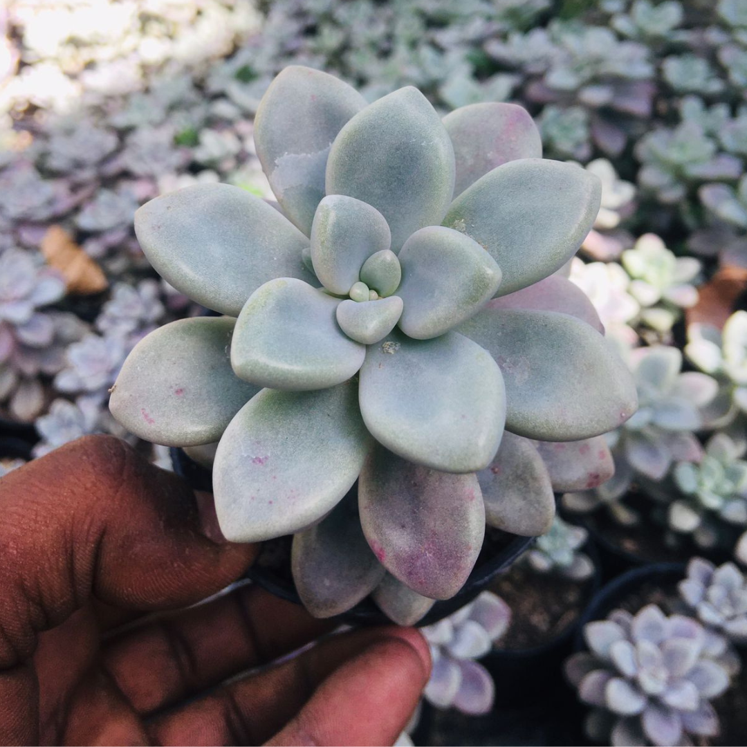 GraptoSedum Clavatum succulent plant from Plant Orbit displayed in a pot, showcasing its compact rosette shape and pastel green leaves.