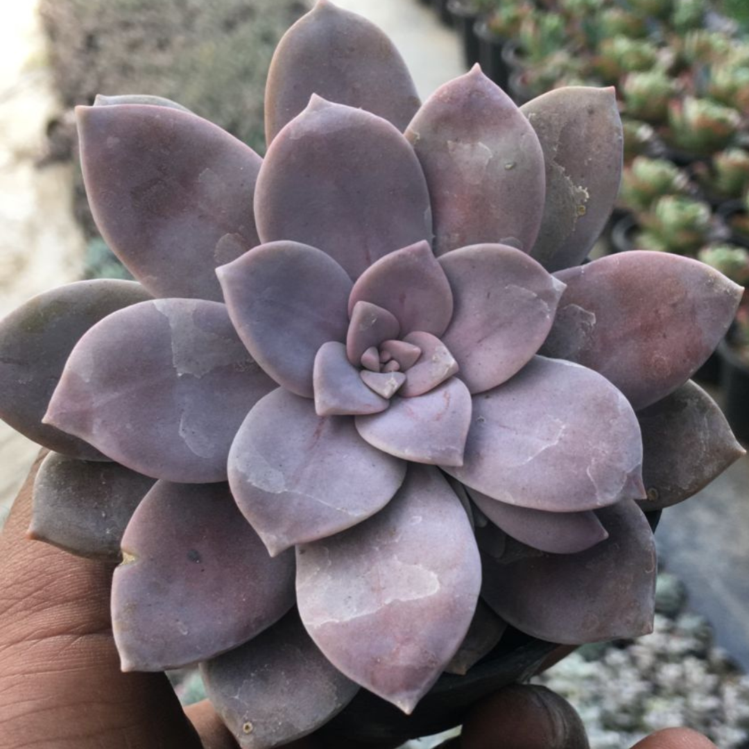 Graptopetalum Paraguayense succulent plant with its signature rosette shape and pinkish hue – Plant Orbit.