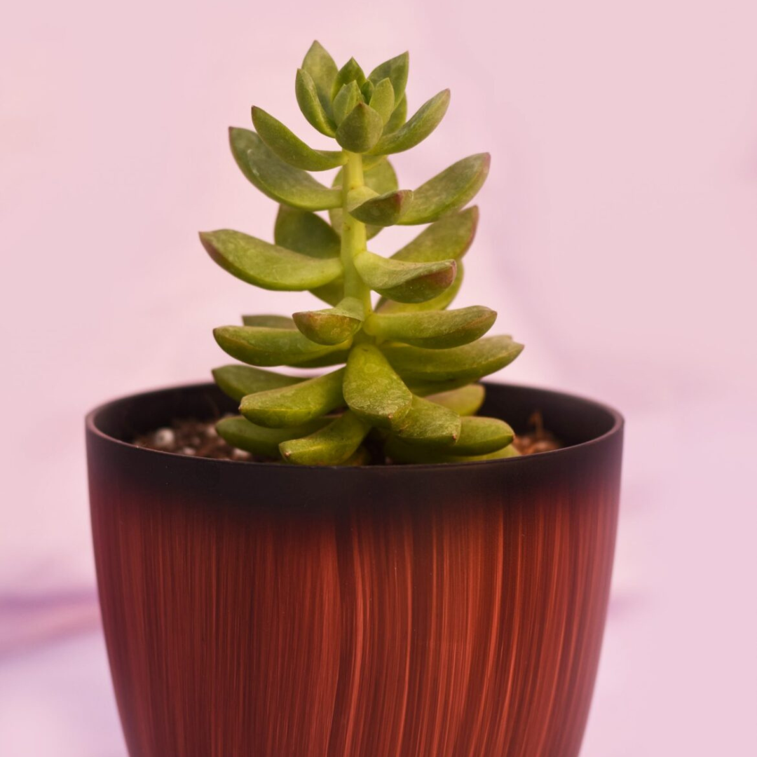 Healthy GraptoSedum Finger succulent in a stylish pot, ideal for indoor decoration from Plant Orbit.