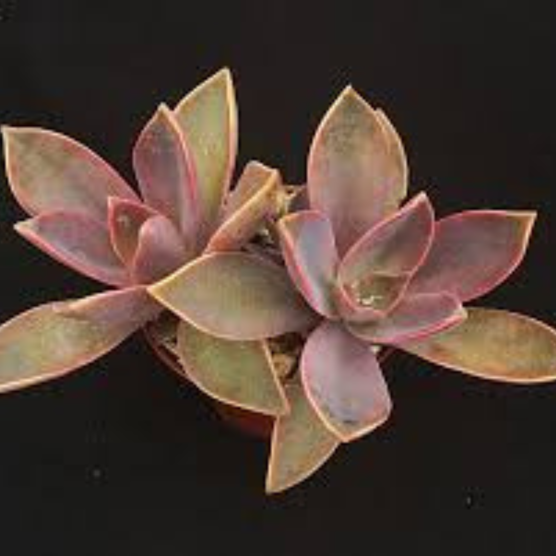 Two Graptoveria Fred Ives succulents with pink-tinted leaves, ideal for home gardens, exclusively from Plant Orbit.