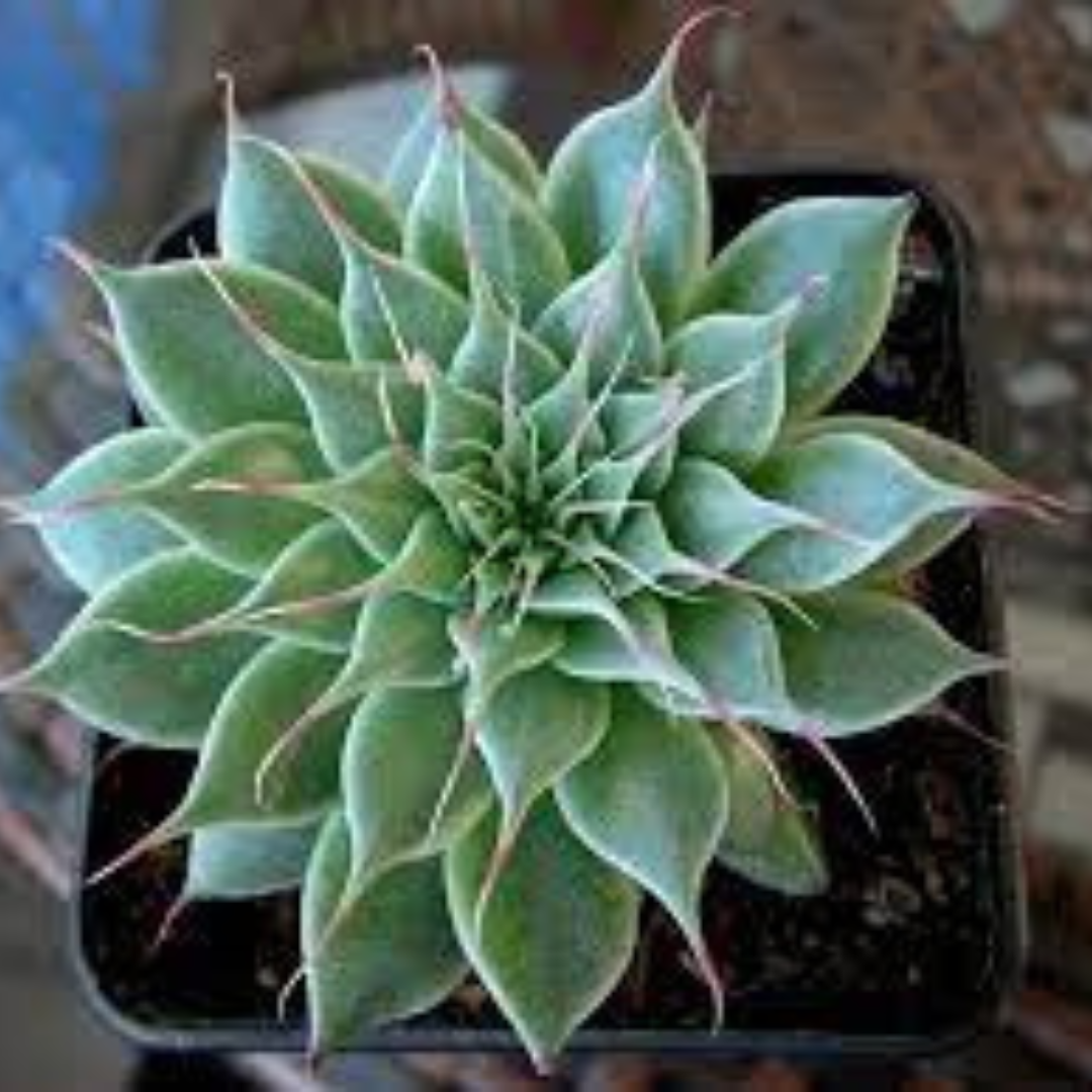 Graptoveria Silver Star with intricate, spiky leaves showcased in a pot, ideal for indoor gardens from Plant Orbit.