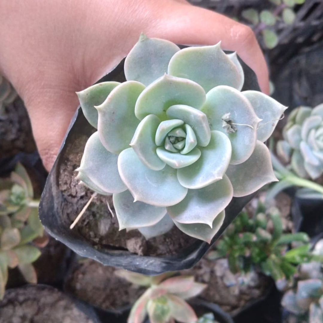 blue lotus succulent Graptoveria Titubans (Blue Lotus) Succulents Online In India – Plant Orbit